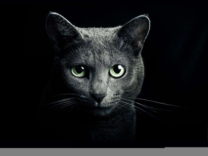 fur, one Animal, look, green, studio Shot, 4K, cute, yellow eyes, animal body part, portrait, beautiful, no people, sitting, animal Eye, mammal, pets