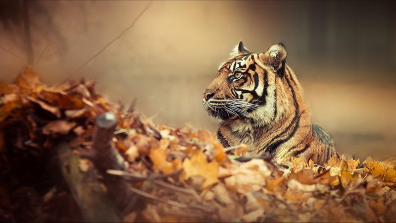 animals, tiger, camo, leaves, 1080P, autumn, big cats