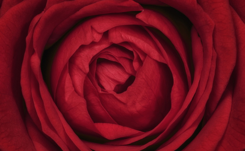 nature, petal, inflorescence, Flower, Closeup, redrose, Love, full frame, freshness, Valentine, softness, Passion, close-up, Aero, Petals, positive emotion