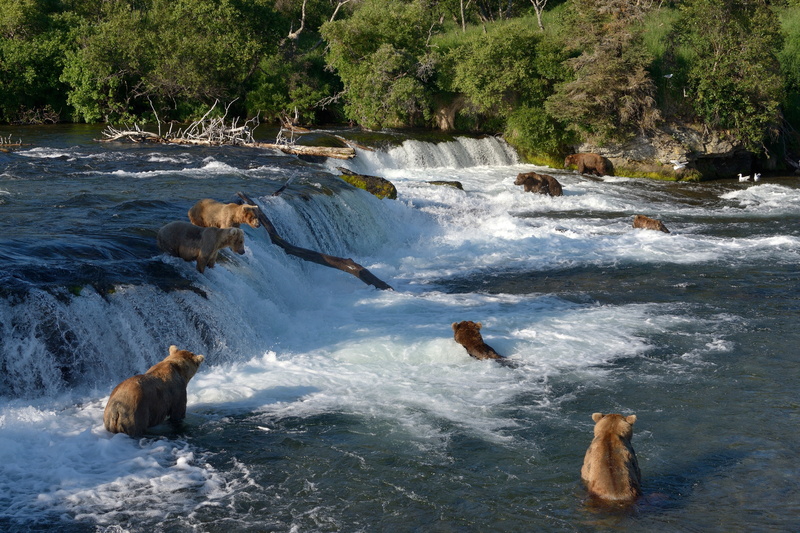 Alaska, fishing, The Katmai national Park, river, waterfall, Waterfall Brooks, River Brooks, bears, Katmai National Park, Brooks Falls, bathing, Brooks River
