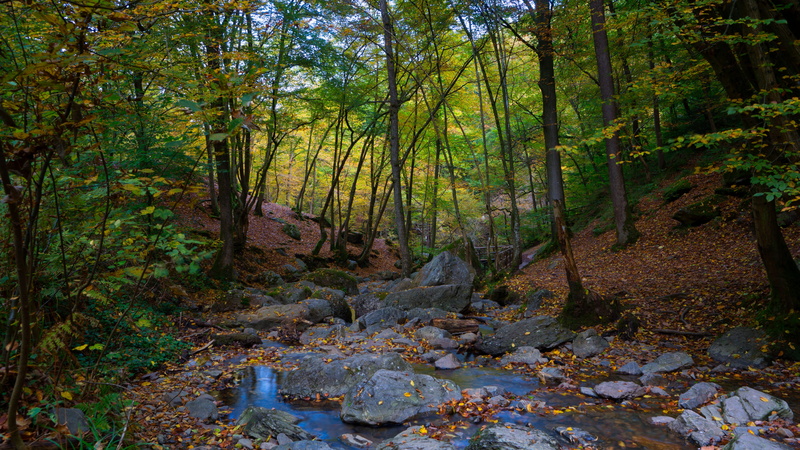 tranquility, nature, forest, plant, day, tree, trees, highfagne, green color, flowing water, woodland, trunk, tree trunk, growth, autumn, ardennes, water
