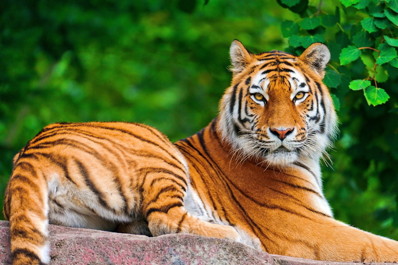 lie, wildlife, cat, mammal, animals In The Wild, endangered Species, big Cat, focus on foreground, whisker, india, tiger, nature, color Image, animal wildlife