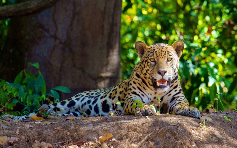 1080P, Jaguar, Rest, Carnivores, Shade