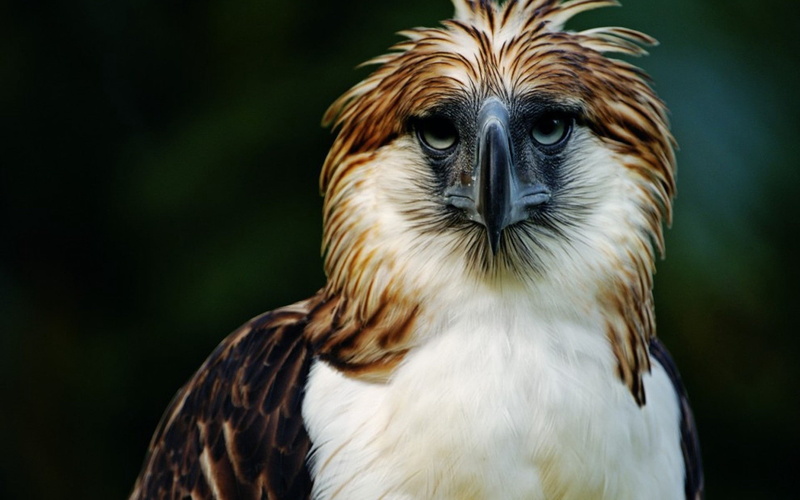 beak, bird, carnivore, 1080P, philippines, eagle, feathers, head