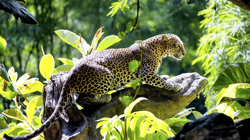 best, leopard, hd, snag, brown, handsome, animals, 2K, wild cat, black, carnivore