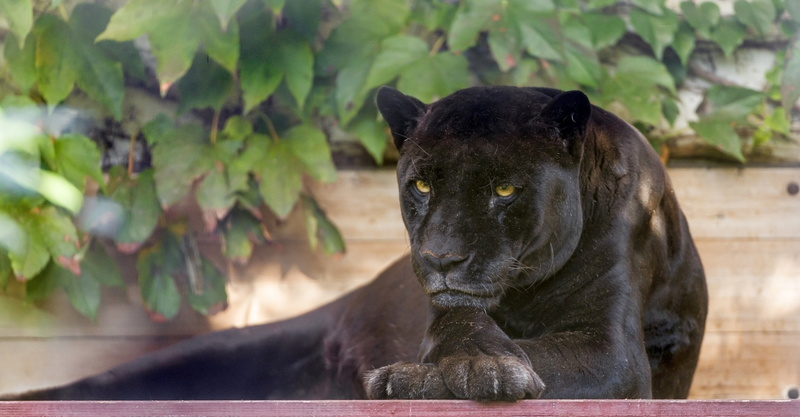 feline, purebred Dog, big cat, outdoors, animal, mammal, black color, vertebrate, black, whisker, canine, close-up, tree, carnivore, large, day, no People