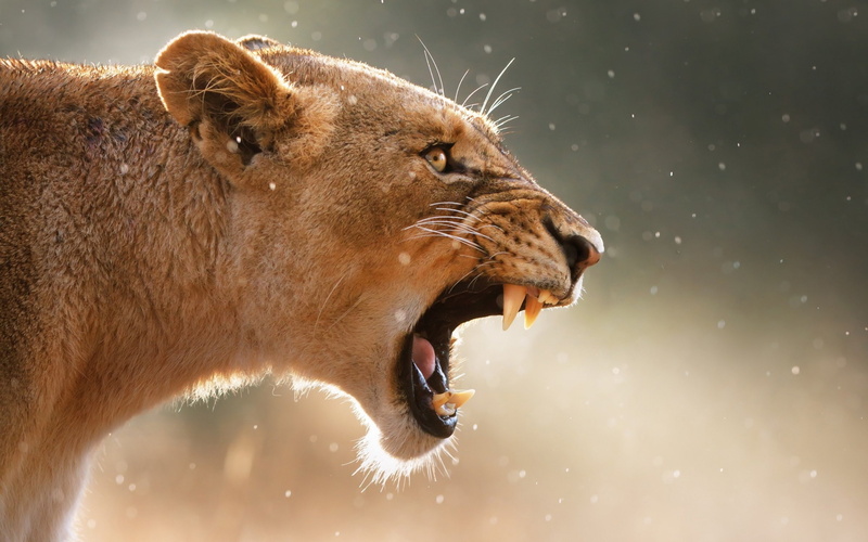 lions, lion, predator, cat, DJ, 2K, Carnivore, cats