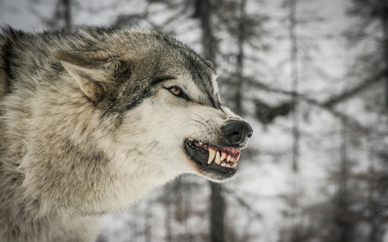 winter, wolves, animal wildlife, wolf, animals in the wild, mammal, mouth open, snow, 2K, snarling, animal themes, animal, predator, aggression, animal teeth