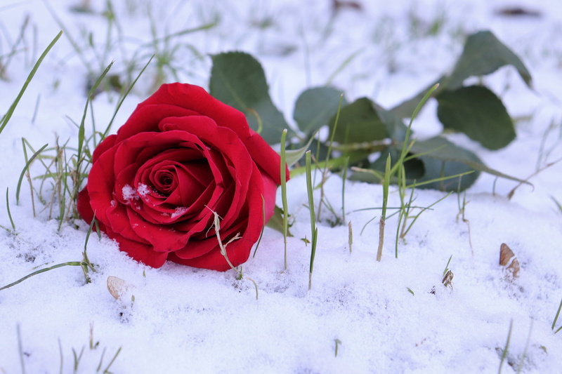 beauty in nature, vulnerability, flower head, winter, romantic, red rose in snow, outdoor, flower, cold, rose, love symbol, rose - flower, inflorescence