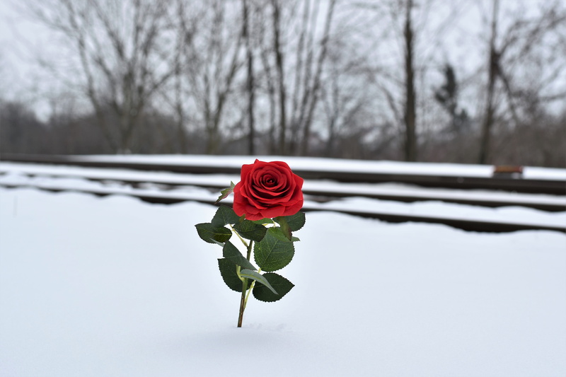 love symbol, flower head, red, ice, snow, no people, outdoors, tree, beautiful, nature, railway, beauty in nature, rose - flower, plant, 5K, winter, branch