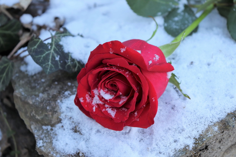 outdoors, love symbol, plant, cold temperature, freshness, flower, nature, 5K, winter, frost, outdoor, rose, beauty in nature, rose - flower, no people