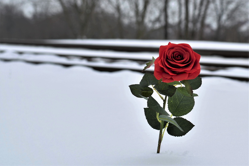 colorful, nature, bouquet, plant, of suicide on rail, cold, red rose in snow, tree, lost love, railway, red, beautiful, rose - flower, leaf, frozen, inflorescence