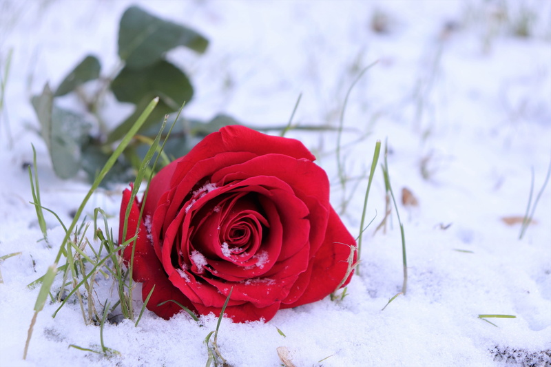 love symbol, flowering plant, freshness, snow, fragility, rose, cold temperature, nature, outdoor, vulnerability, snowflakes, romantic, grass, beauty in nature