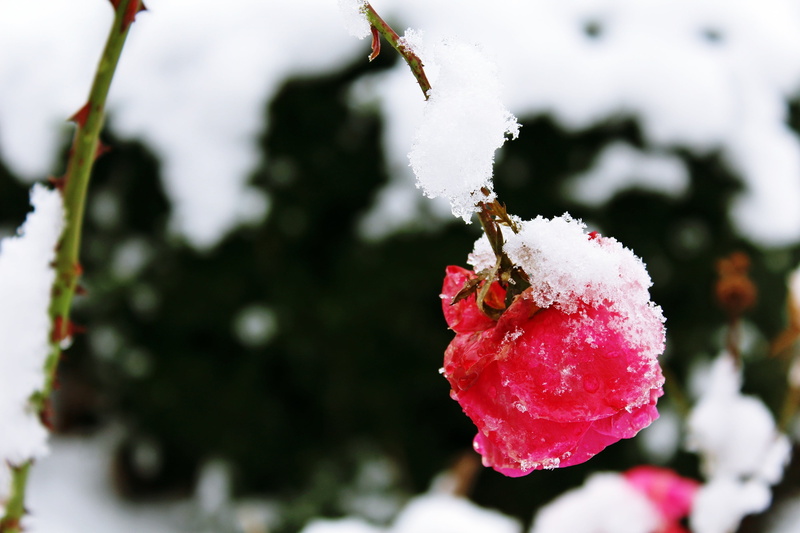 rose, white, ice, beauty in nature, food and drink, shallow, winter, plant, cold temperature, photo, frost, focus on foreground, blizzard, icy, thorns