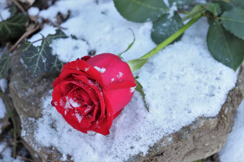 freshness, red rose on stone, plant, fragility, love symbol, vulnerability, outdoor, flowering plant, winter, frost, day, rose, focus on foreground, cold