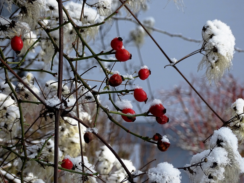 5K, cold - Temperature, ice, season, fruit, frost, winter time, rose hip, healthy eating, tree, frozen, branch, iced, christmas, rowanberry, nature, snow