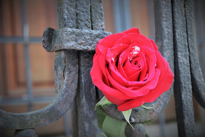 old iron fence, flower, rose, focus on foreground, 5K, petal, snowflakes, vulnerability, red, flowering plant, winter, beauty in nature, freshness, plant