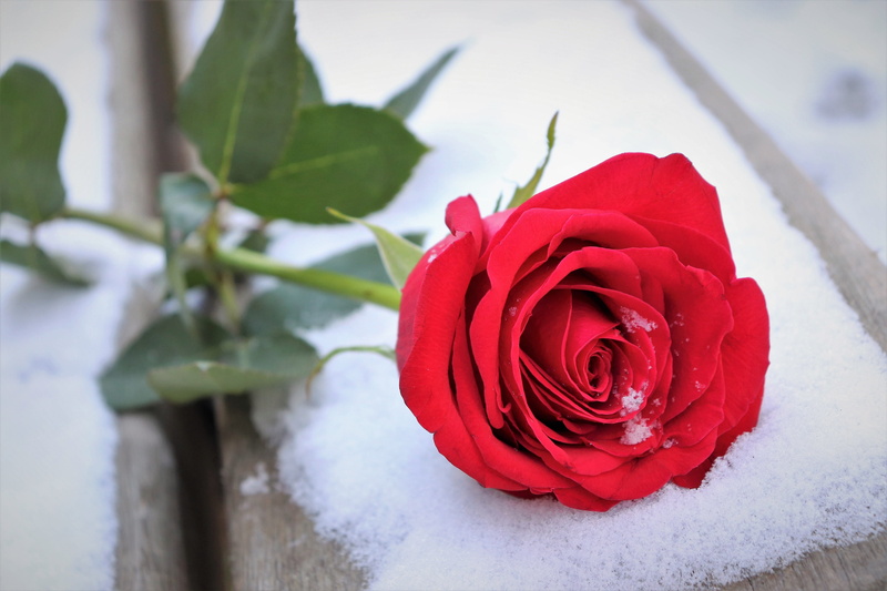 outdoor, 5K, vulnerability, red rose on bench, outdoors, flower head, frozen, beauty in nature, rose - flower, cold, frost, bouquet, flower arrangement