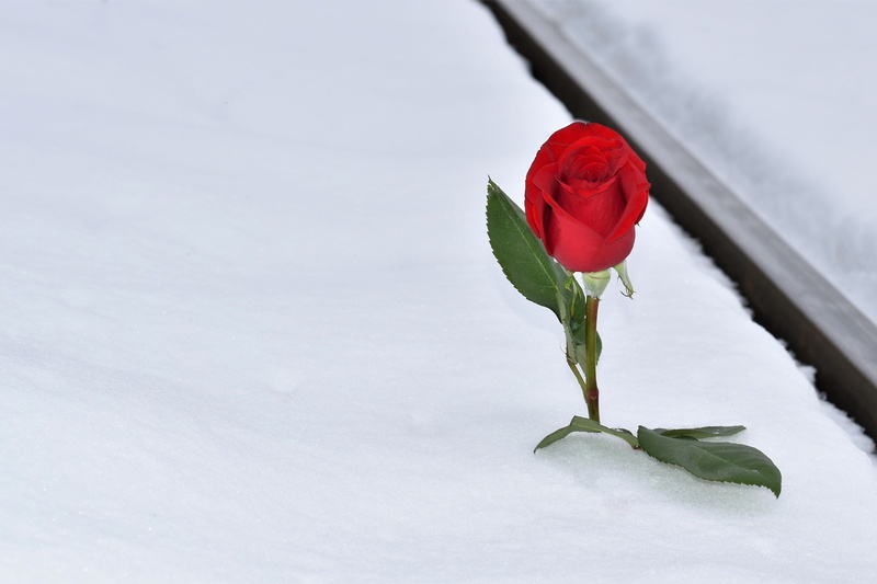 lost love, sepal, condolence, fragility, winter, nature, beauty in nature, red rose in snow, remembering, feeling of hopelessness, rose - flower, cruel wanting