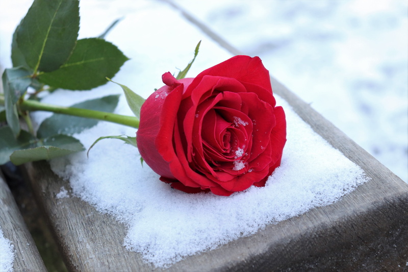 day, close-up, frozen, petal, 5K, cold, red, rose - flower, inflorescence, outdoor, beauty in nature, vulnerability, flowering plant, snow, flower head
