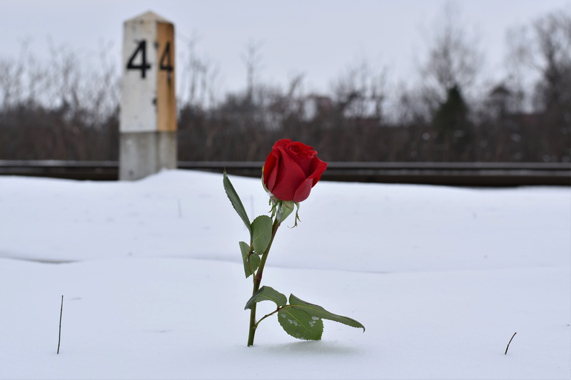 flower, snowy, love conquers all, romantic, cold, day, no people, 5K, frost, fragility, remembering all victims, snowflakes, rose - flower, vulnerability