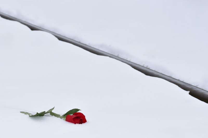 beauty in nature, food, petal, red, tragedy, railway, winter, condolence, covering, love asleep, colorful, frozen, snow, snowy, snowflakes, environment