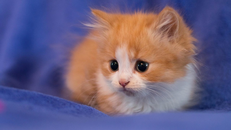 cute, intently, 1080P, kitten, background pictures, cute animal, pictures, watching, intently watching, background, animal