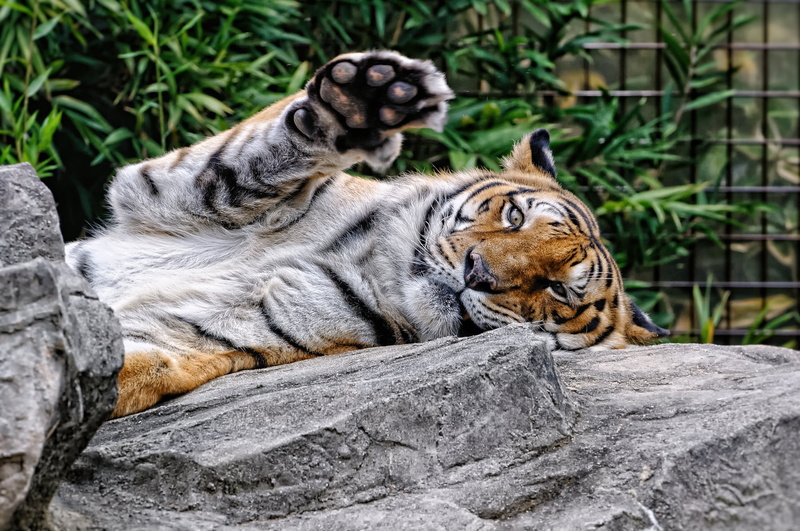 vertebrate, tigris River, danger, animals In The Wild, large, animal wildlife, endangered Species, feline, wildlife, staring, animal Head, mammal, animal family