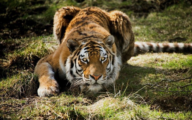 whisker, feline, undomesticated cat, day, vertebrate, relaxation, animals in the wild, one animal, carnivora, animal wildlife, animal themes, nature, 1080P