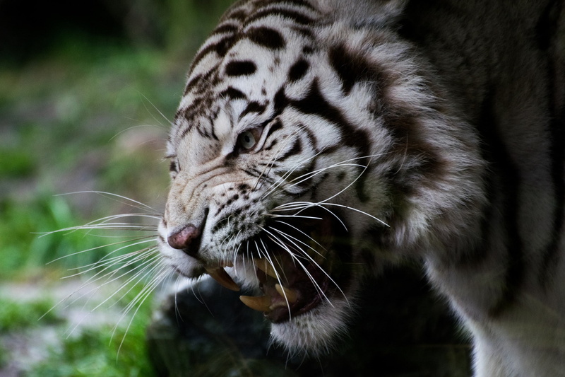 tiger, face, white, teeth, cat, white tiger, fangs, 1080P