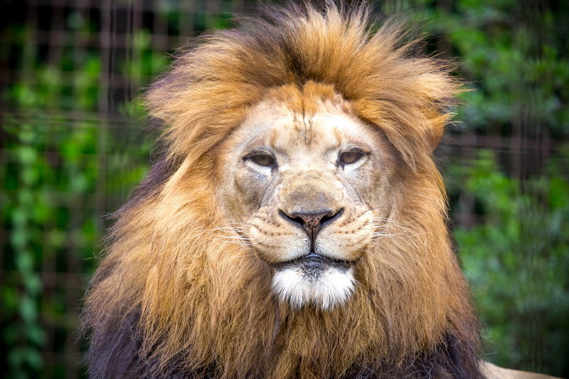 mane, look, predator, the king of beasts, Leo, 5K