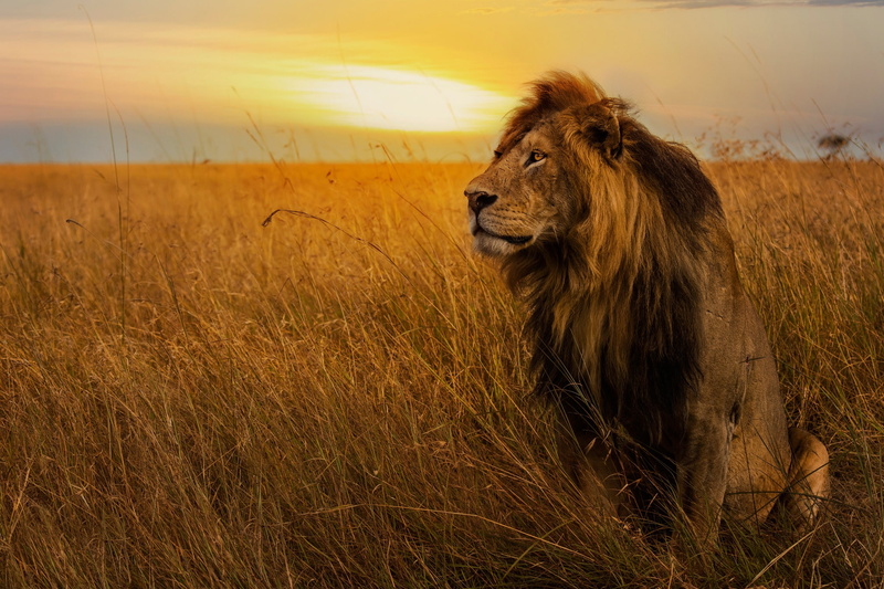 wild cat, pose, grass, sunset, mane, 1080P, sitting, the king of beasts, the sky, field, Leo, look