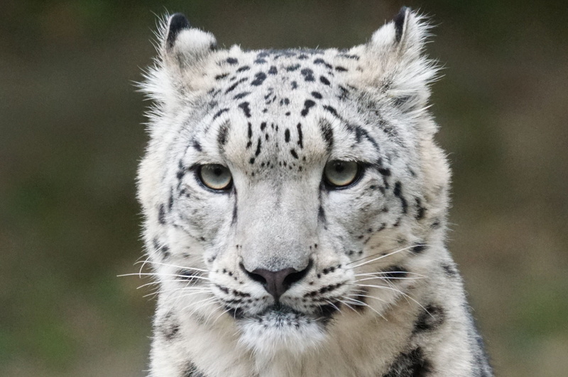 animal markings, focus, snow leopard, animal wildlife, focus on foreground, animal head, animals in the wild, white tiger, day, cat, white, photo, predator
