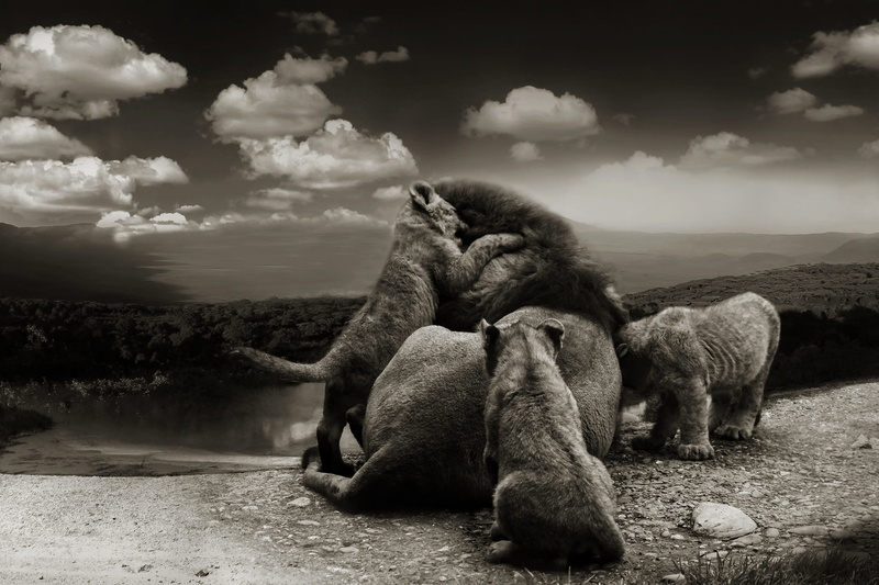 cubs, mane, animal wildlife, cloud - sky, animal, togetherness, water, lion, 1080P, big cats, wild animals, animal themes, outdoors, environment, animal family