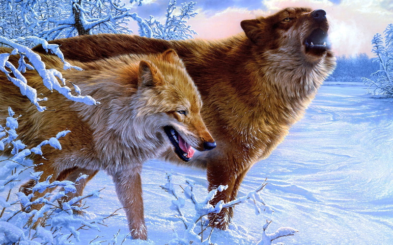 wolves, wolf, 2K, amazing, paint