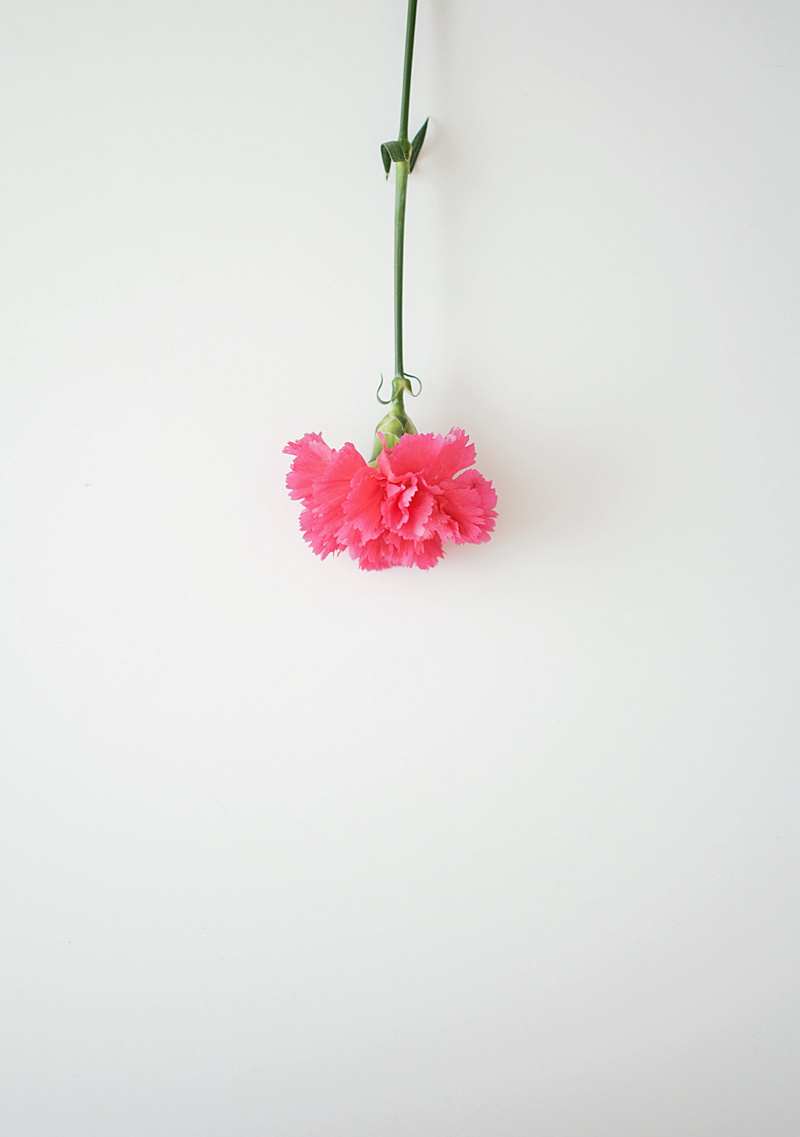 ikebana, fragility, copy space, spring, flower bouquet, flowering plant, vase, pink, petal, vulnerability, paper, red, flower head, white background, lay
