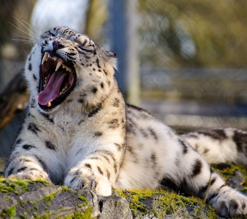 animals, 720P, leopard (animal), open mouth