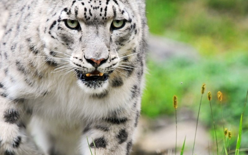 safari Animals, one Animal, cat, snout, 1080P, animal themes, focus on foreground, no People, color, prowling, animal, danger, wilderness Area, outdoors