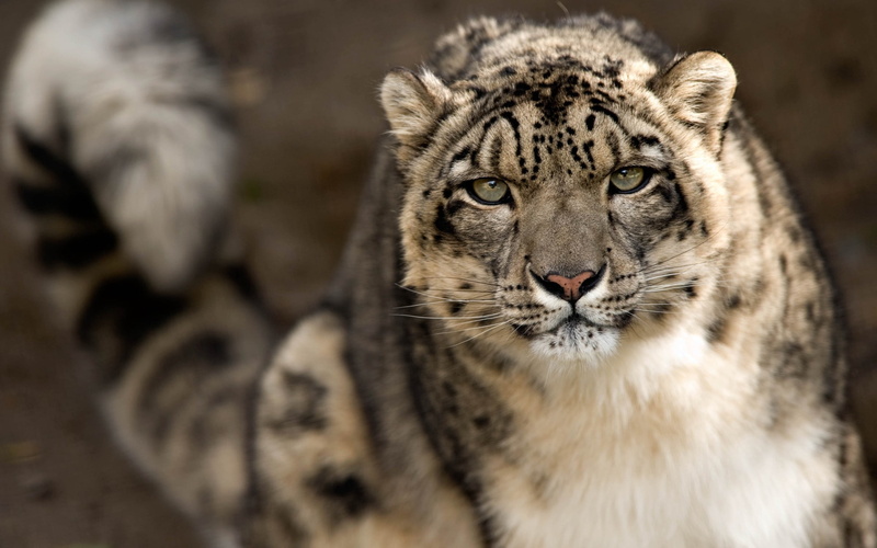 carnivore, safari Animals, animals Hunting, undomesticated Cat, animal Head, outdoors, cat, feline, animal wildlife, danger, animal Eye, animals And Pets