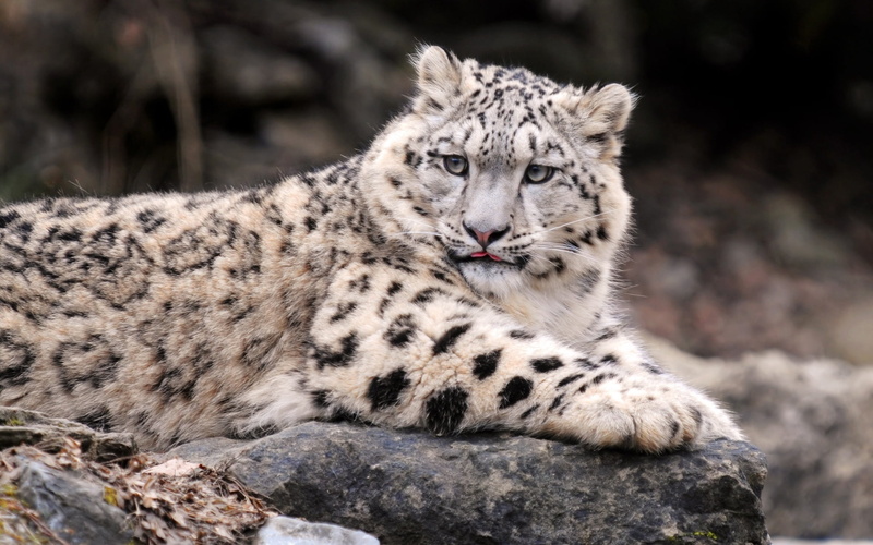 nature, undomesticated Cat, tiger, endangered Species, day, spotted, down, animal wildlife, portrait, fur, danger, rock - object, cat, big Cat, mammal