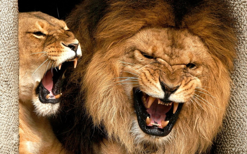 danger, mane, animal Head, nature, lioness, teeth, animal wildlife, anger, close-up, furious, roaring, cruel, animal body part, animals In The Wild, africa