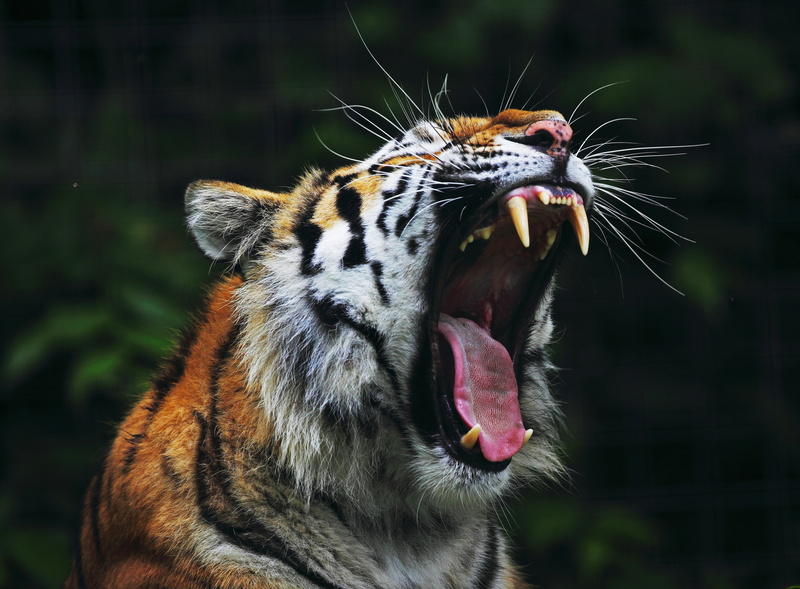 tigris River, siberian Tiger, teeth, safari Animals, animal teeth, large, snarling, aggression, cruel, looking, cat, tropical Rainforest, undomesticated Cat