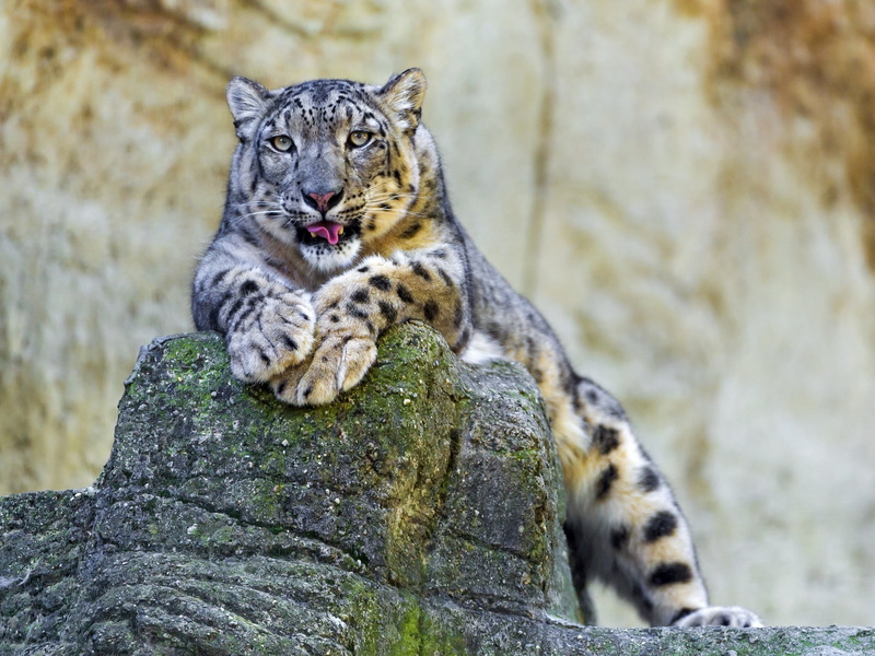 mammal, solid, feline, day, danger, rock - object, cruel, close-up, big Cat, animal Eye, whisker, tree trunk, cat, 2K, carnivore, vertebrate, zoo, animal themes