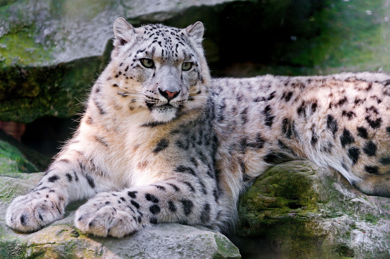 looking, close-up, wildlife, portrait, black, zoo, vertebrate, big Cat, brown, africa, wilderness Area, danger, whisker, animal themes, outdoors, animals Hunting