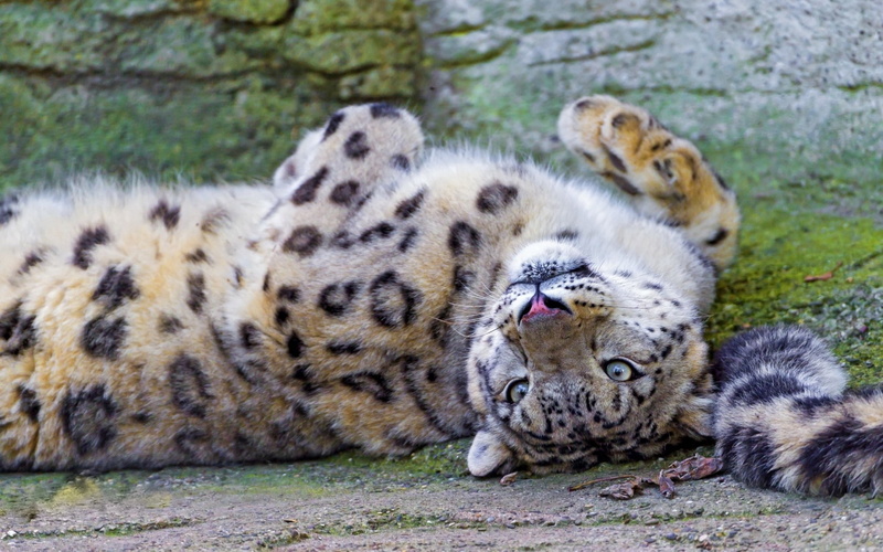 predator, yellow, africa, young animal, lie, outdoors, no people, endangered Species, zoo, group of animals, large, face, resting, whisker, vertebrate