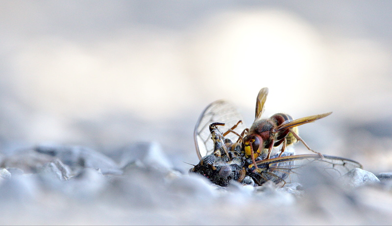 photography, animal, one animal, 2K, close-up, macro, wildlife, animals in the wild, hornet, copy space, photo, cruel, outdoors, invertebrate, focus on foreground