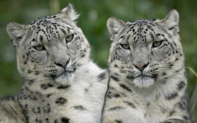 focus on foreground, group of animals, predator, portrait, one Animal, animal, look, tiger, relaxation, looking, nature, white tiger, africa, day, endangered Species