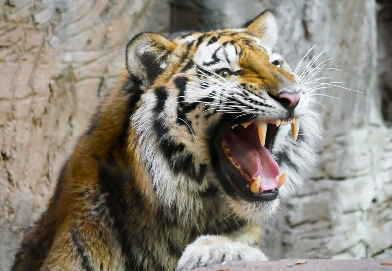 siberian Tiger, nature, predator, furious, danger, close-up, strength, mouth open, animal mouth, no People, animal Head, striped, animal teeth, one Animal