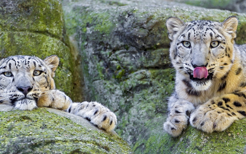 1080P, big Cat, cruel, outdoors, snout, looking, animal Nose, danger, feline, white tiger, carnivora, tigers, portrait, solid, relaxation, extinct, carnivore