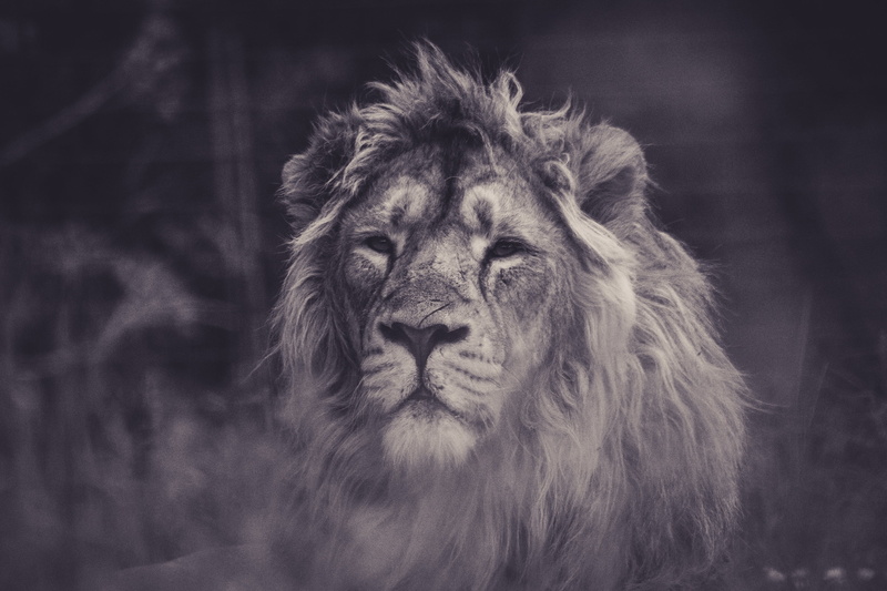 sight, animal wildlife, lion - Feline, animals Hunting, furious, animal Teeth, safari, vertebrate, wilderness Area, big Cat, large, cat, animal themes